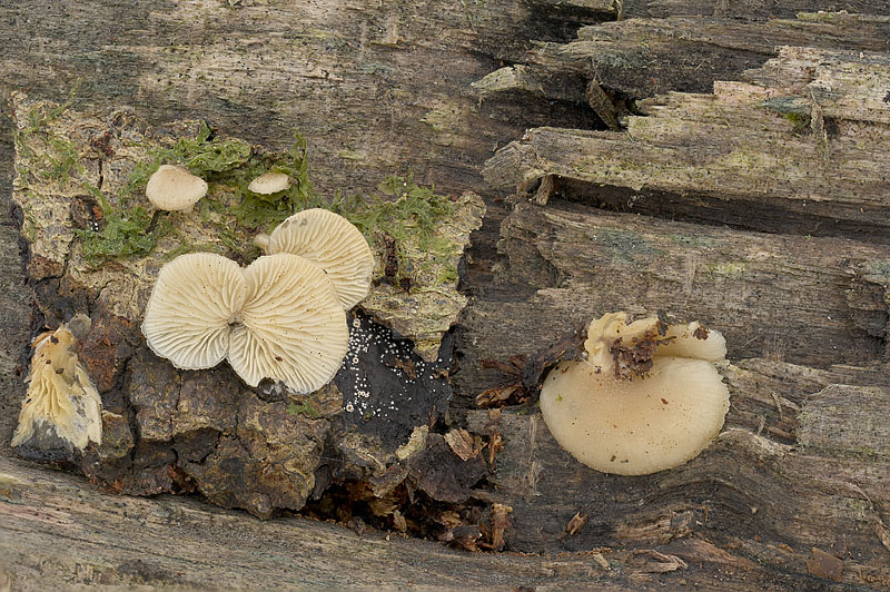 Hohenbuehelia grisea